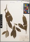 Foto von Salix caprea L. x Salix lanata L.